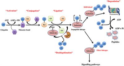 Delineating Crosstalk Mechanisms of the Ubiquitin Proteasome System That Regulate Apoptosis